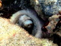  Found sleeping octopus Secret Harbor St. Thomas USVI. St USVI  
